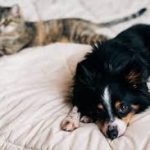 The Best Tips For Cats