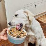 Food For Your Dog And Cat