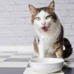 Healthy Cat And Dog Foods
