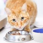Dog Cat Food Bowls