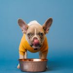 Dog Cat Food Bowls