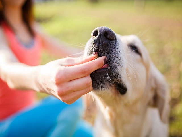 10 Best Delicious Dog Treats To Make Your Pup Smile