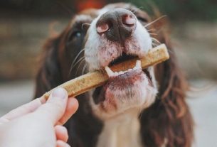 10 Best Delicious Dog Treats To Make Your Pup Smile
