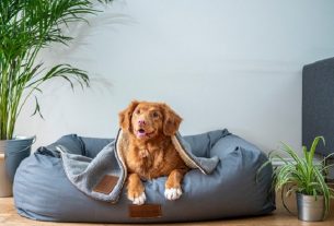 10-Types-of-Dog-Beds-to-Suit-Every-Pups-Personality