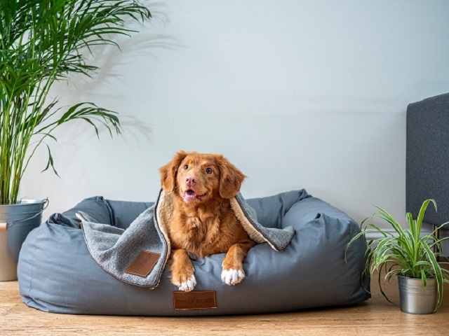 10-Types-of-Dog-Beds-to-Suit-Every-Pups-Personality