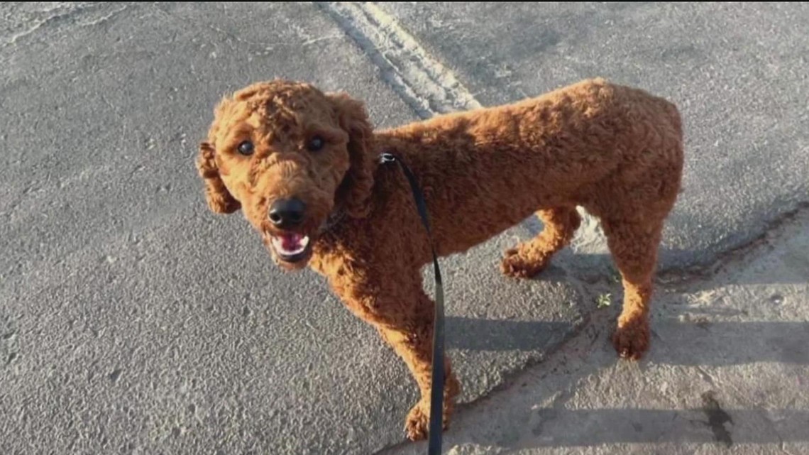missing Goldendoodle puppy