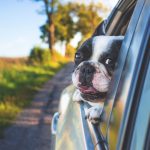 7 Tips to pet proof