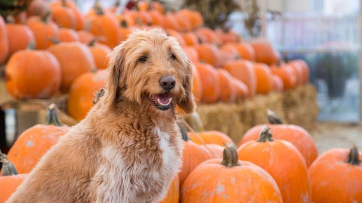 dog friendly pumpkin patch
